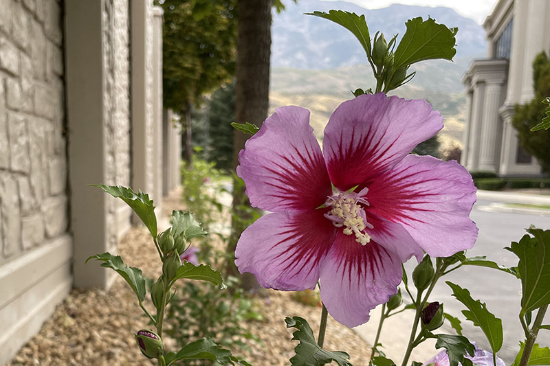 Purple Flower